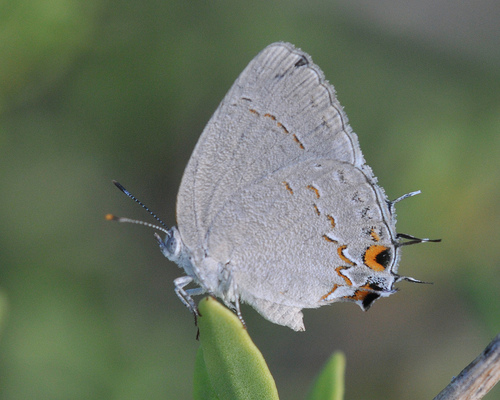 Sonoran Hairstreak