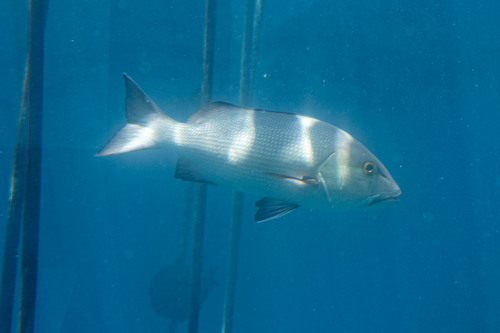 Lutjanus bohar