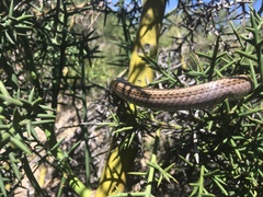 Philodryas chamissonis