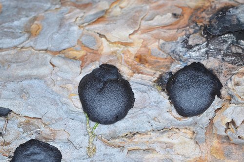 Amaurochaete atra nuotrauka