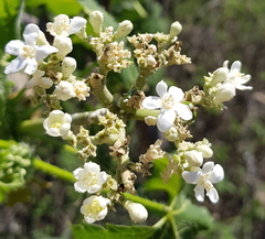 Cnidoscolus multilobus