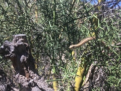 Philodryas chamissonis