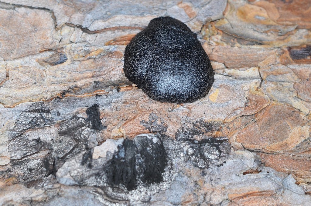 Amaurochaete