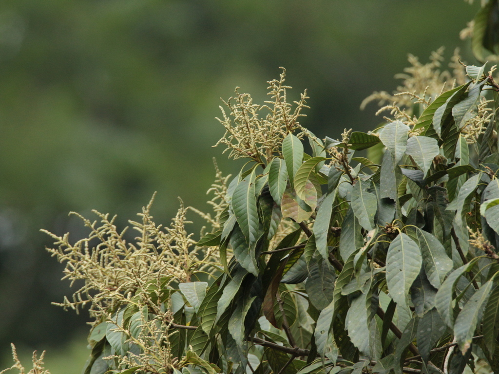 Lithocarpus kawakamii