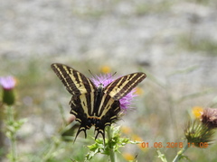 Papilio pilumnus