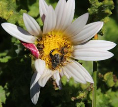 Arctotis aspera aspera