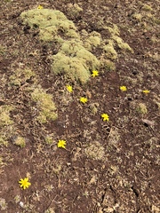 Hypochaeris sessiliflora