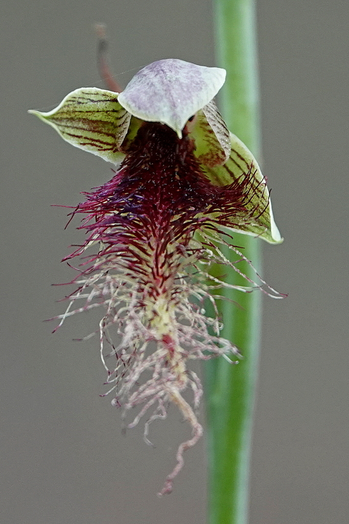 Calochilus kalaru
