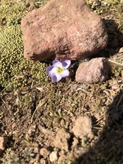 Nototriche longirostris