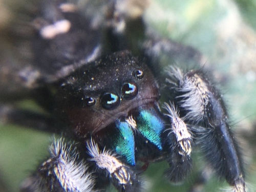 Bold Jumping Spider photographed in Ohio