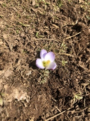 Nototriche longirostris