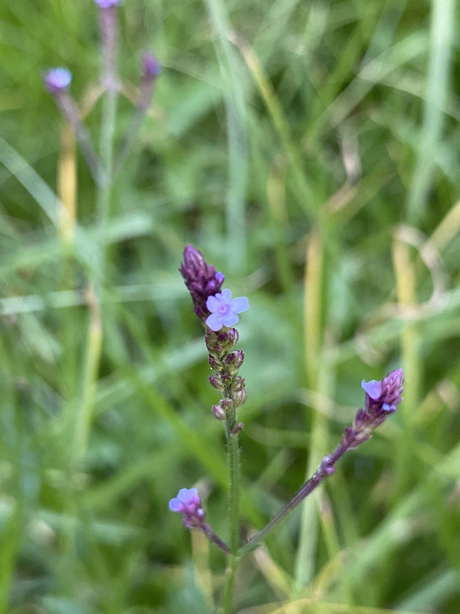 Verbena litoralis image