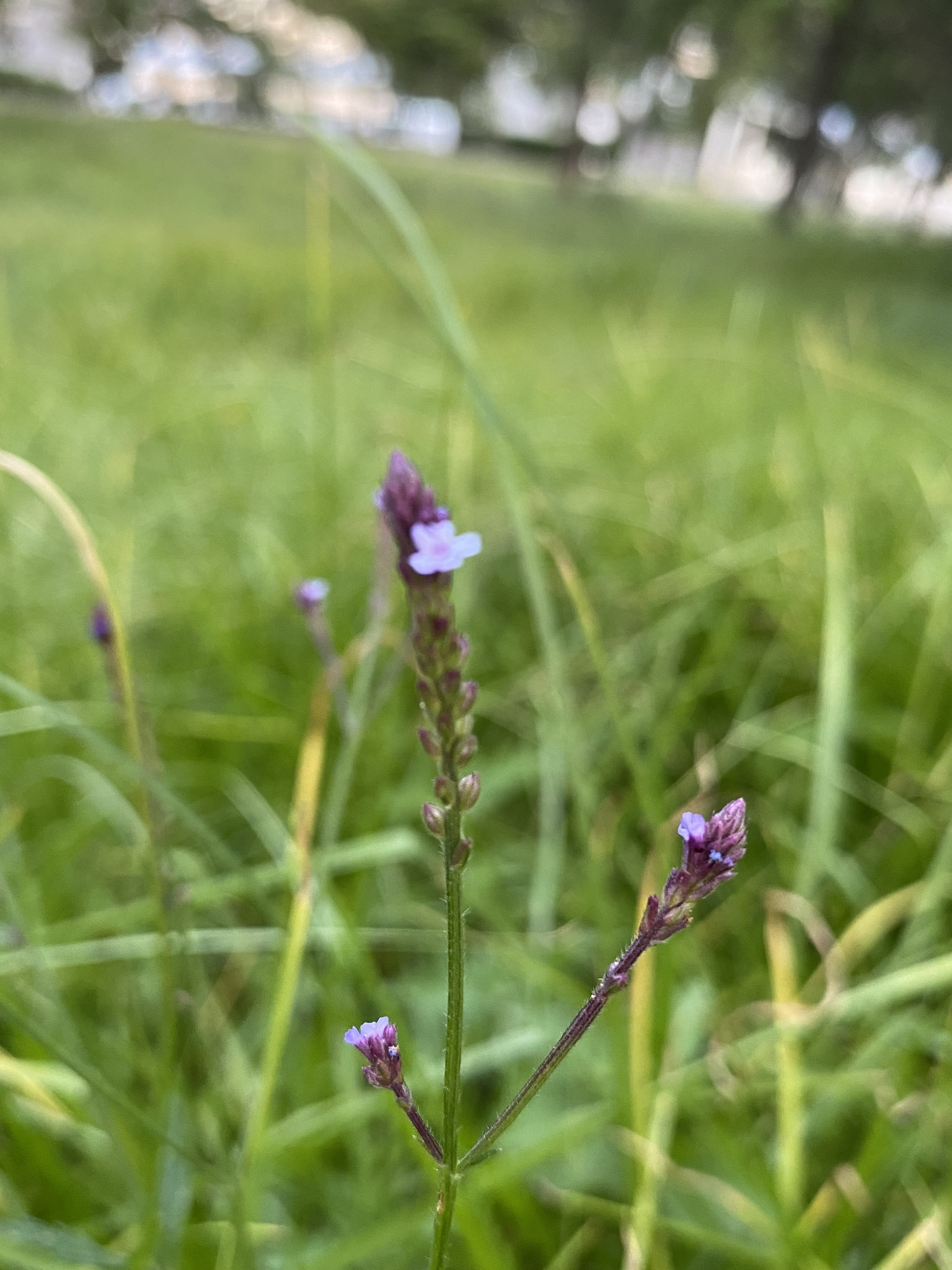 Verbena litoralis image