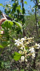 Cnidoscolus multilobus