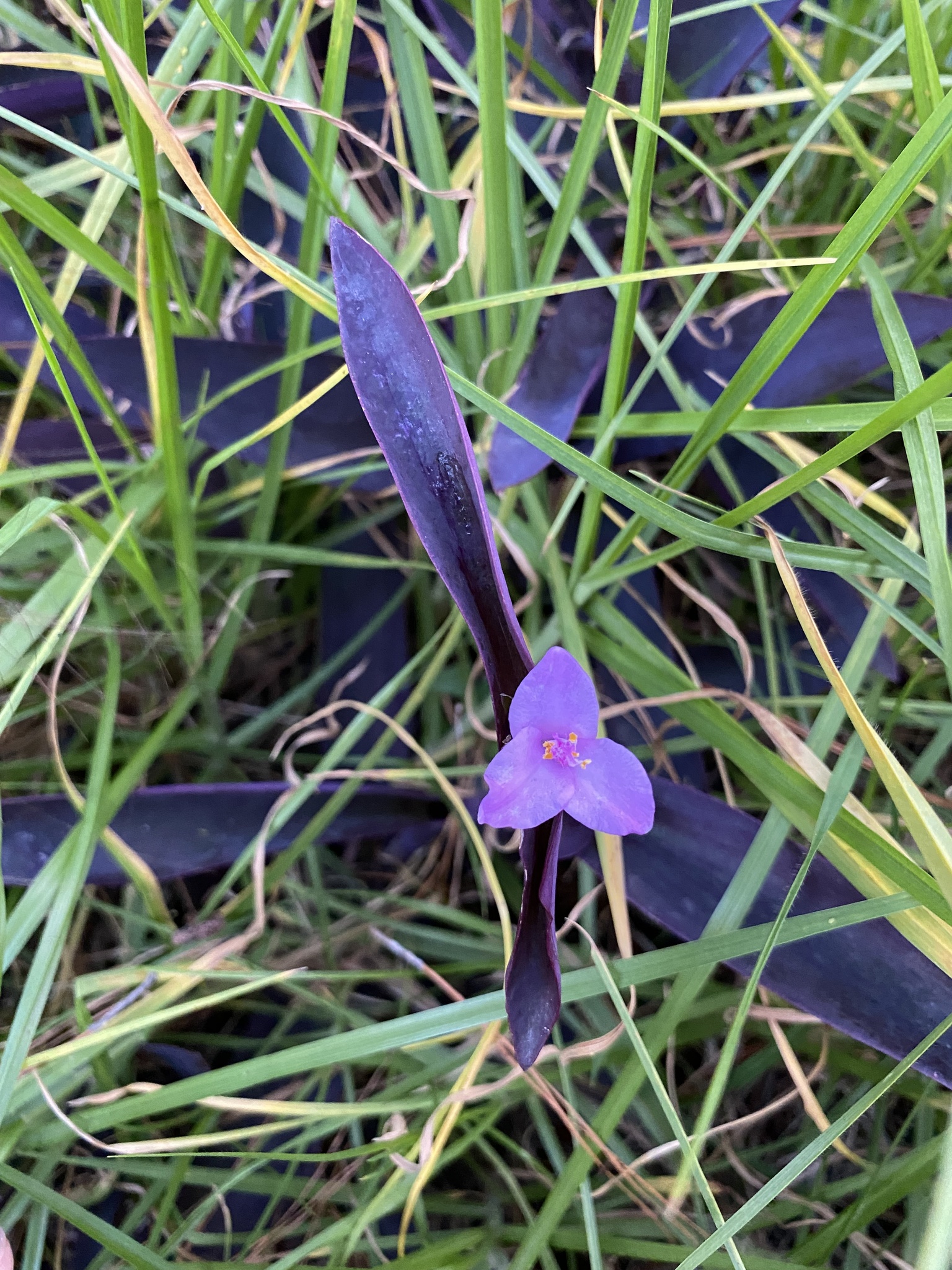 Tradescantia pallida image