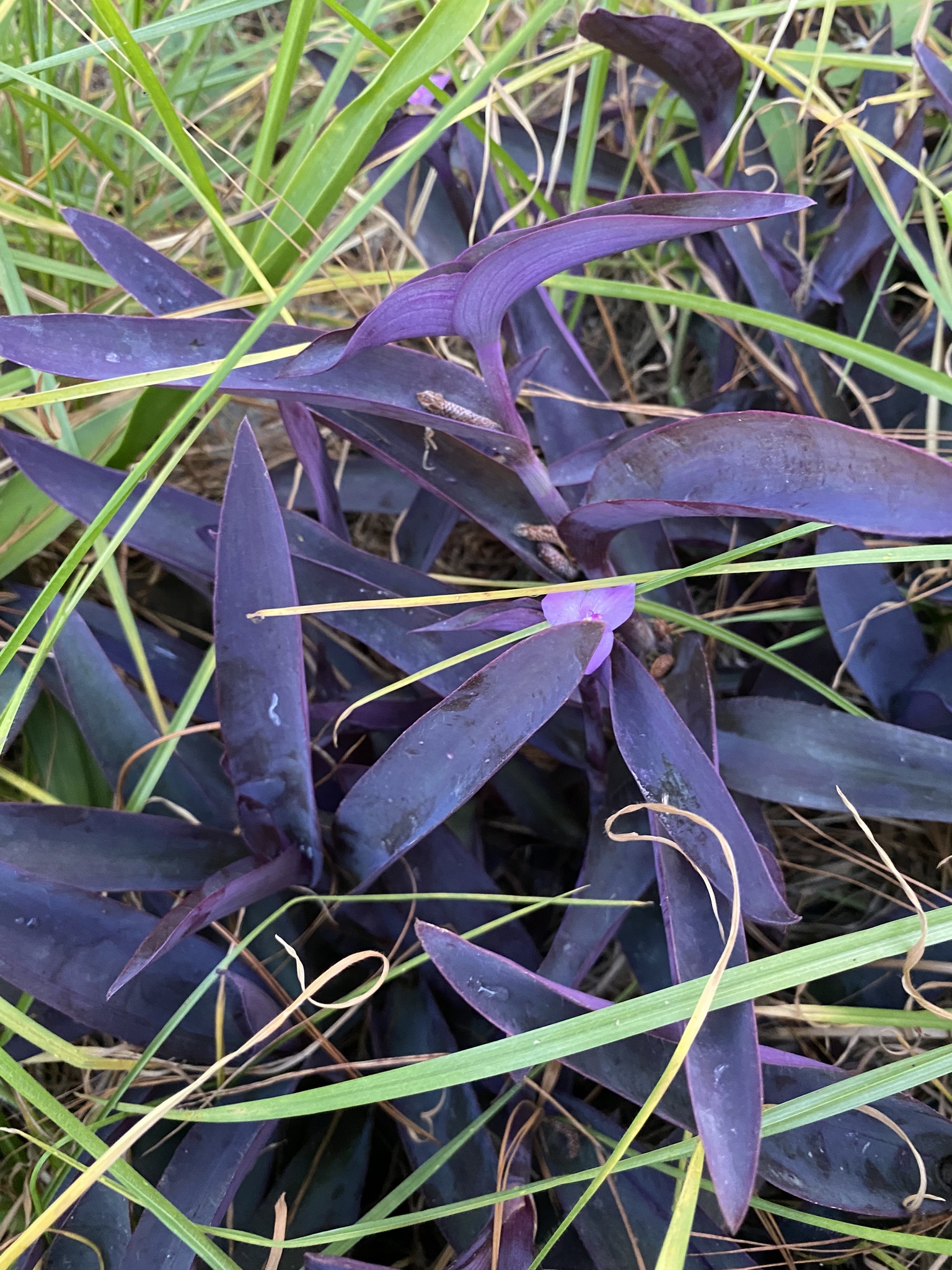 Commelinaceae image