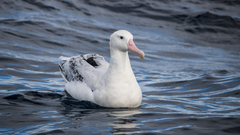 Wandering Albatross photo 1