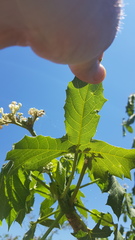 Cnidoscolus multilobus