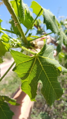 Cnidoscolus multilobus