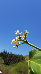 Cnidoscolus multilobus