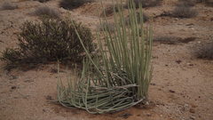 Euphorbia dregeana