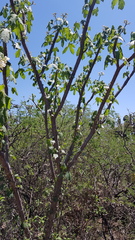 Cnidoscolus multilobus