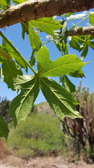 Cnidoscolus multilobus