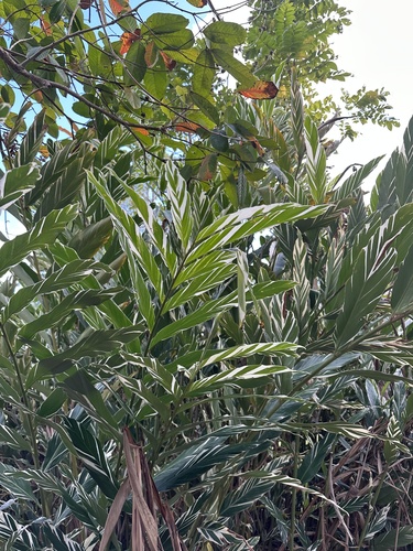 Alpinia vittata observed 2023-04-09