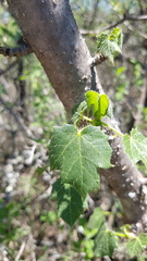 Cnidoscolus multilobus