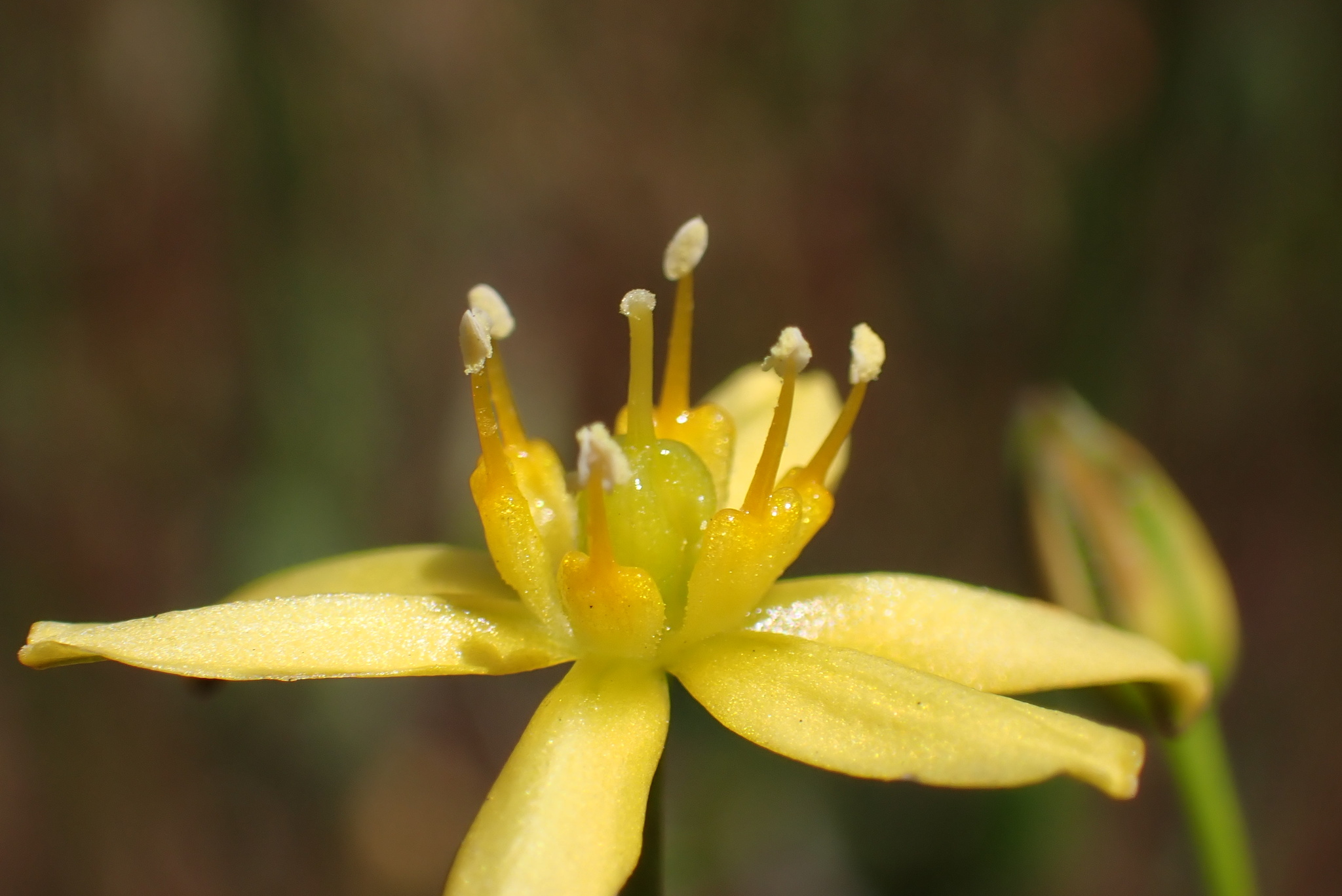 Bloomeria clevelandii