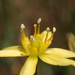 Bloomeria clevelandii - Photo (c) nathantay，保留部份權利CC BY-NC