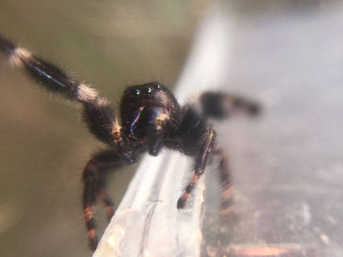 Bold Jumping Spider photographed in Ohio