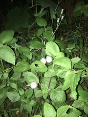 Ageratum conyzoides
