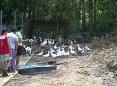 Cairina moschata domestica