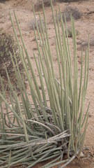 Euphorbia dregeana
