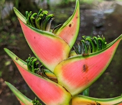 Heliconia wagneriana image