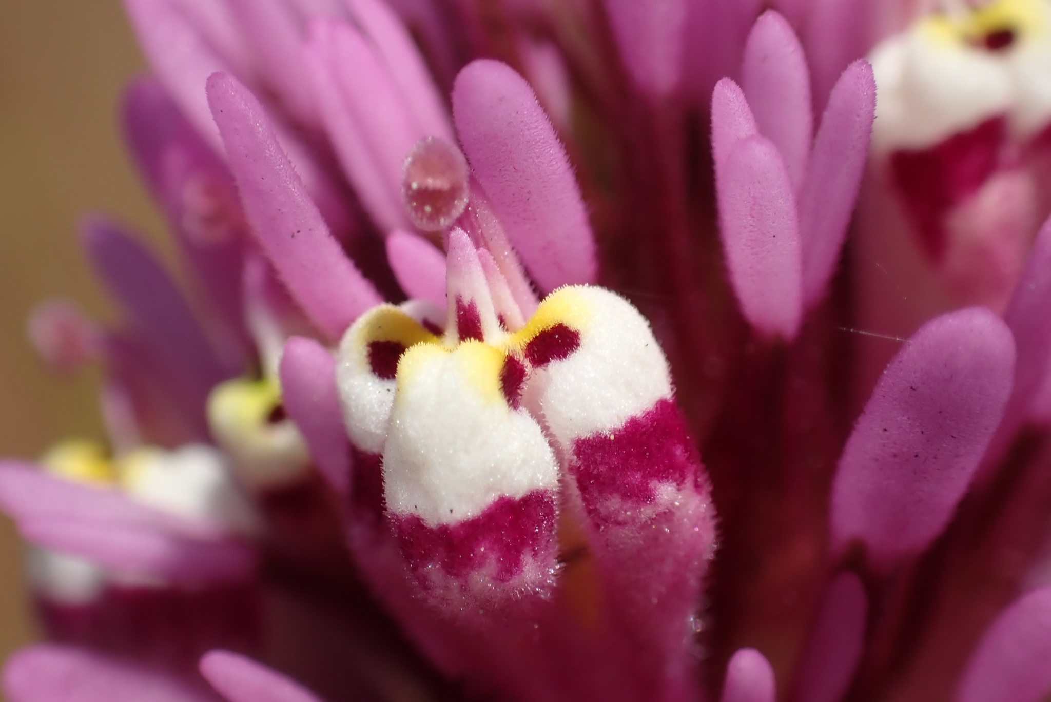 Castilleja densiflora