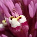 Castilleja densiflora - Photo (c) nathantay, algunos derechos reservados (CC BY-NC)