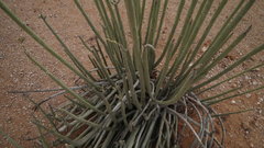 Euphorbia dregeana