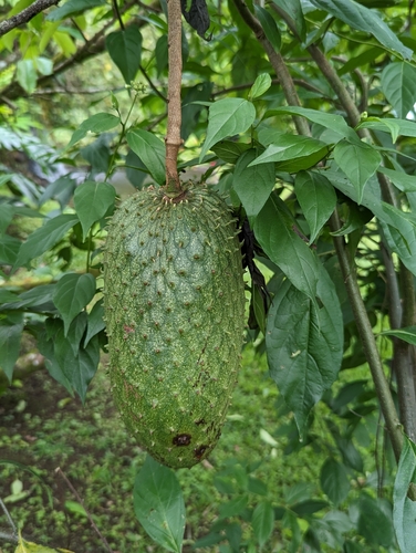 Annona muricata - Whole tree