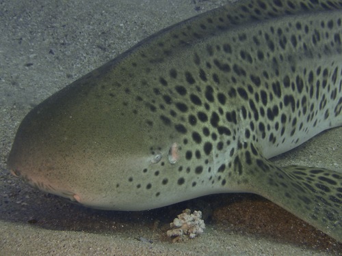 Zebra Shark, photo 10 of 10