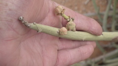 Euphorbia dregeana