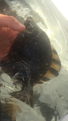 Platichthys stellatus