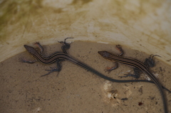 Aspidoscelis hyperythrus beldingi