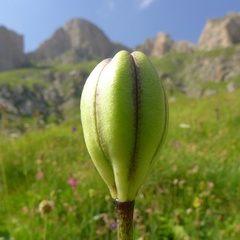 Lilium albanicum