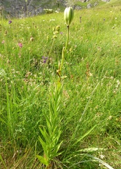Lilium albanicum