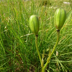 Lilium albanicum