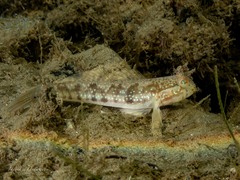 Halfbridled Goby photo 2