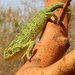 Senegal Chameleon - Photo (c) NoahElhardt, some rights reserved (CC BY-SA)