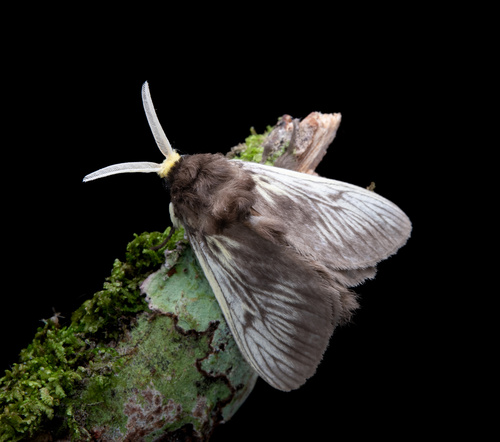 Podila Insect Podalia (Podalia)